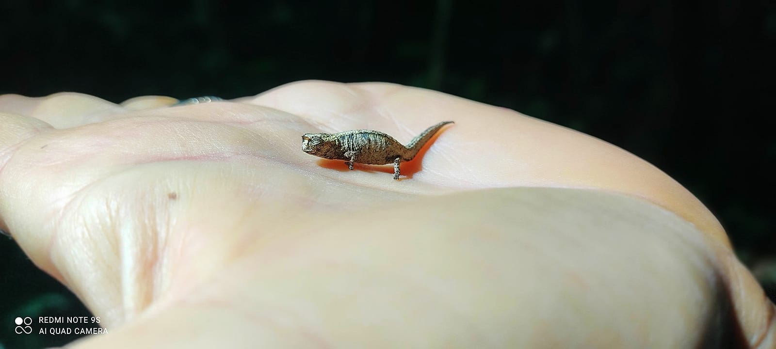 The smalest cameleon in the word