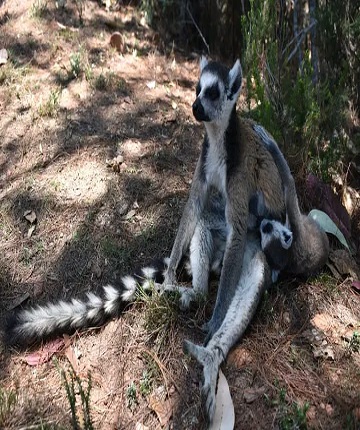Lemur cute in Madagascar