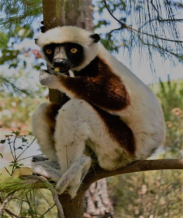 Lemur of Madagascar