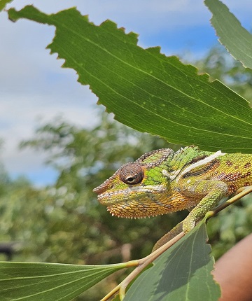 chameleon green