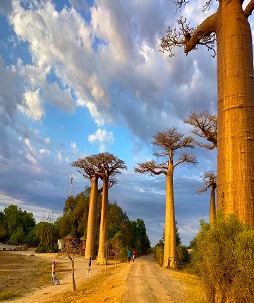 Avenue baobab