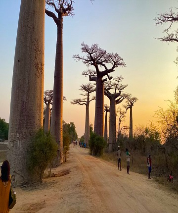 Avenue baobab