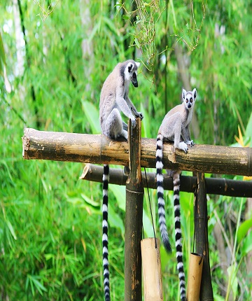 Lemur Land