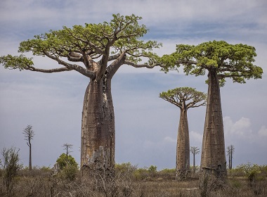 baobab tree