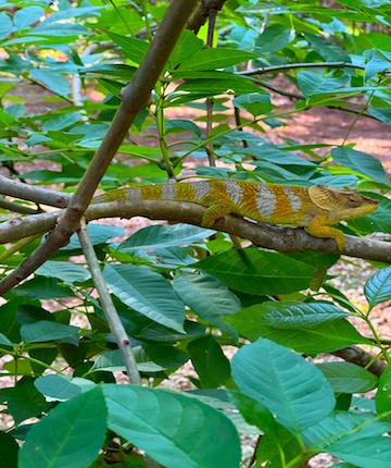 swimming in sakatia island