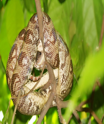 swimming in sakatia island