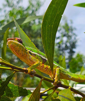 swimming in sakatia island
