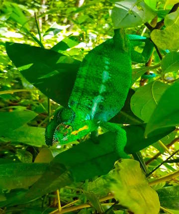 swimming in sakatia island