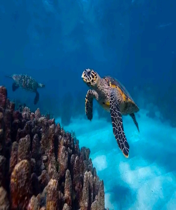 swimming in sakatia island