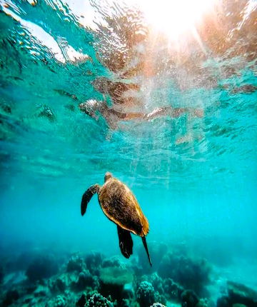 swimming in sakatia island